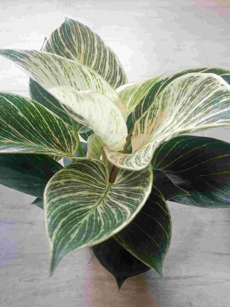 Philodendron White Wave 20-30 cm - Baumfreund - grnes