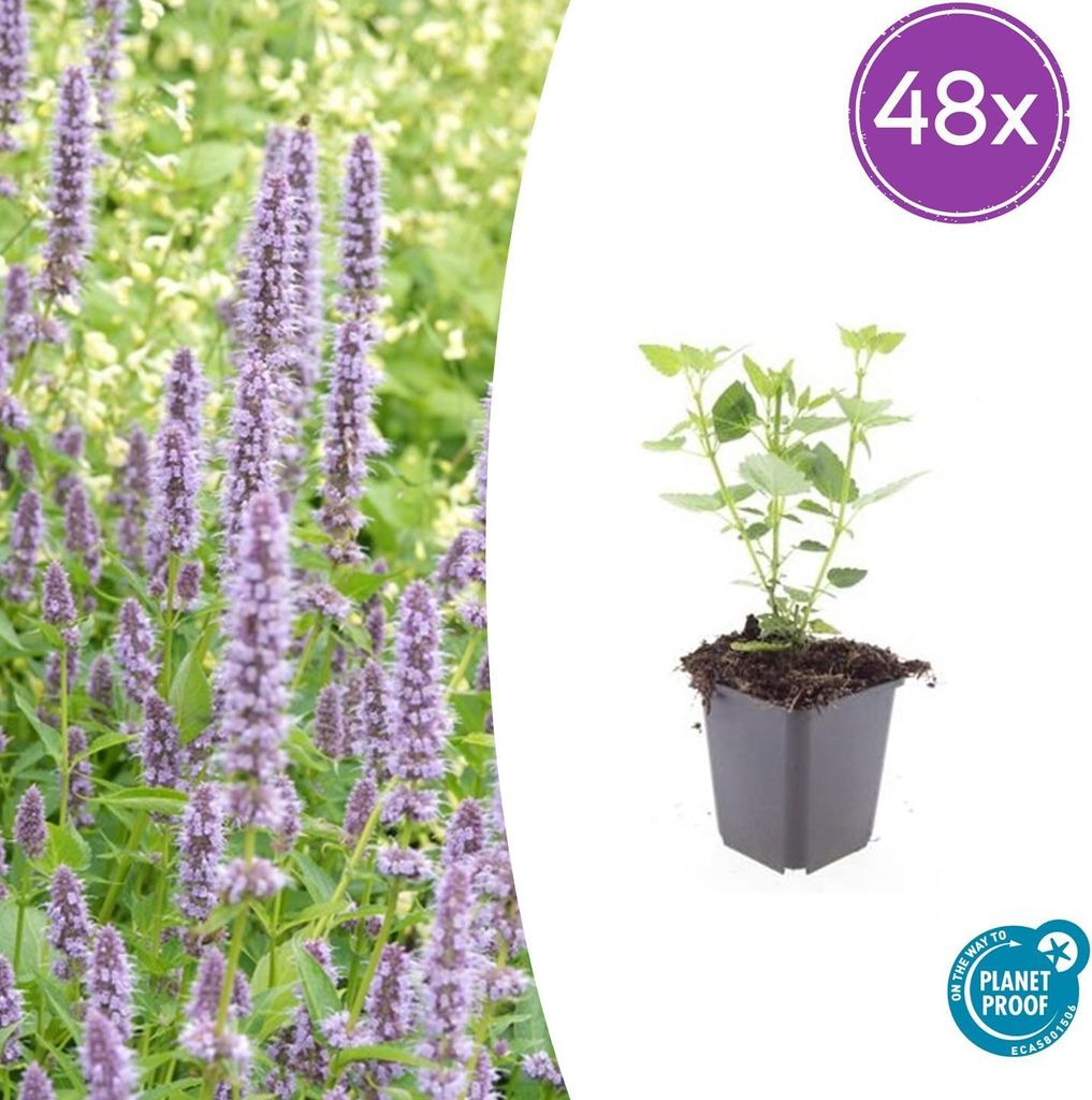 Agastache 'Blue Fortune' | 48 Stück - 10-25cm - Ø9cm - Gartenpflanze