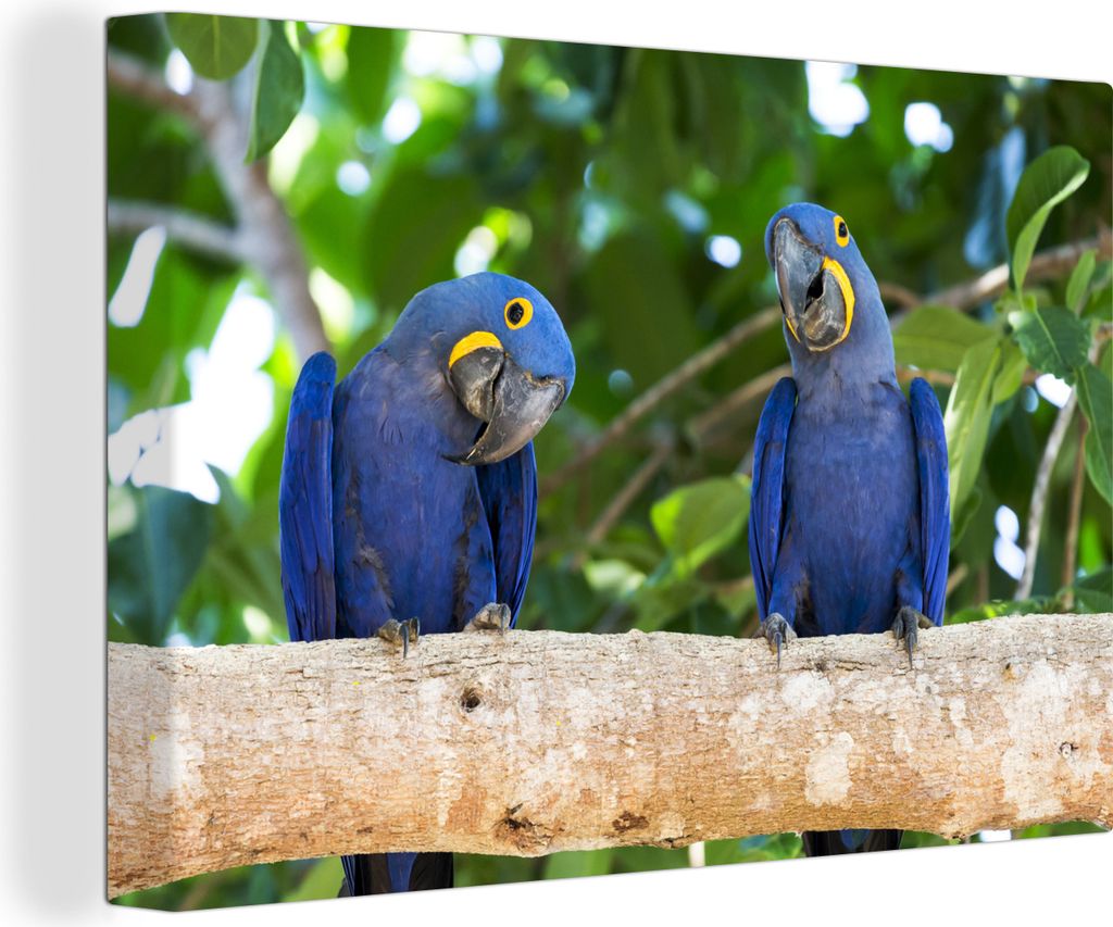 OneMillionCanvasses - Leinwandbilder - 140x90 cm, Zwei Hyazinth-Aras auf einem Ast, Wandbilder Kunstdruck Wanddekoration - Foto auf Leinwand - Ge...