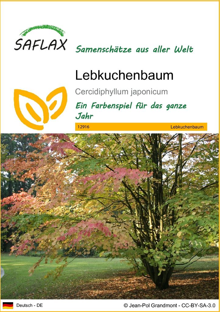 SAFLAX - Lebkuchenbaum - 200 Samen - Cercidiphyllum Produktbild 