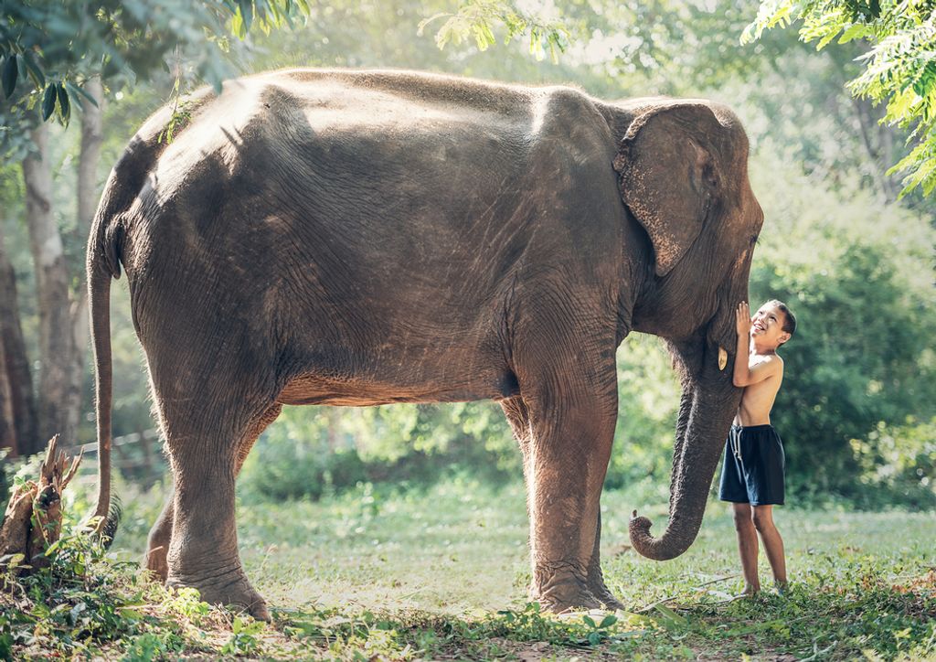 hansepuzzle 84666 - Elefant Puzzle, 260 Teile, Natur, 41,0 x 28,0cm mit hochwertiger Aufbewahrung, Kartonbox und wiederverschließbarem Beutel