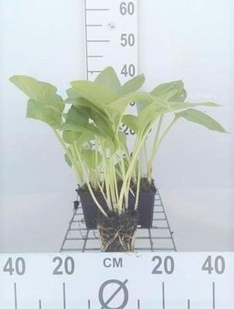 6 x Hosta hybr. 'Halcyon' - Hosta - Topf 9 x 9 cm