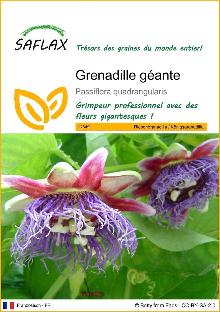 SAFLAX  - Grenadille géante - 12 graines - Passiflora Image du produit 