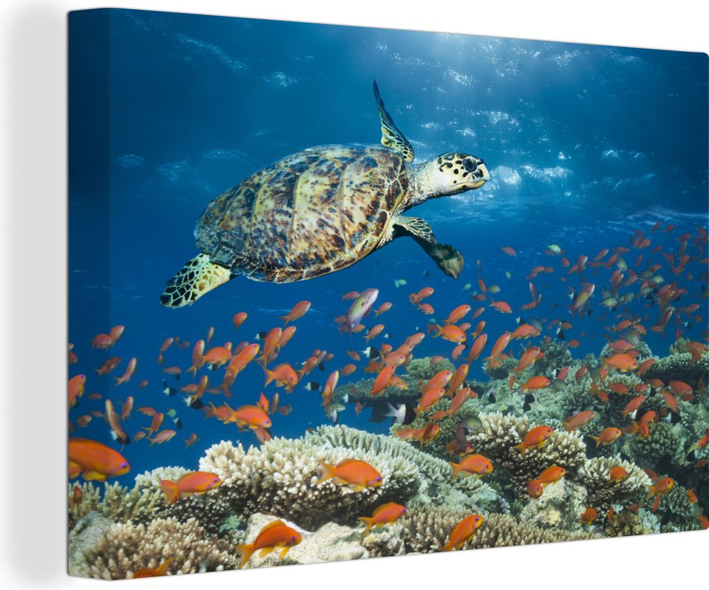 OneMillionCanvasses - Leinwandbilder - 150x100 cm, Korallenriff mit Schildkröte, Wandbilder Kunstdruck Wanddekoration