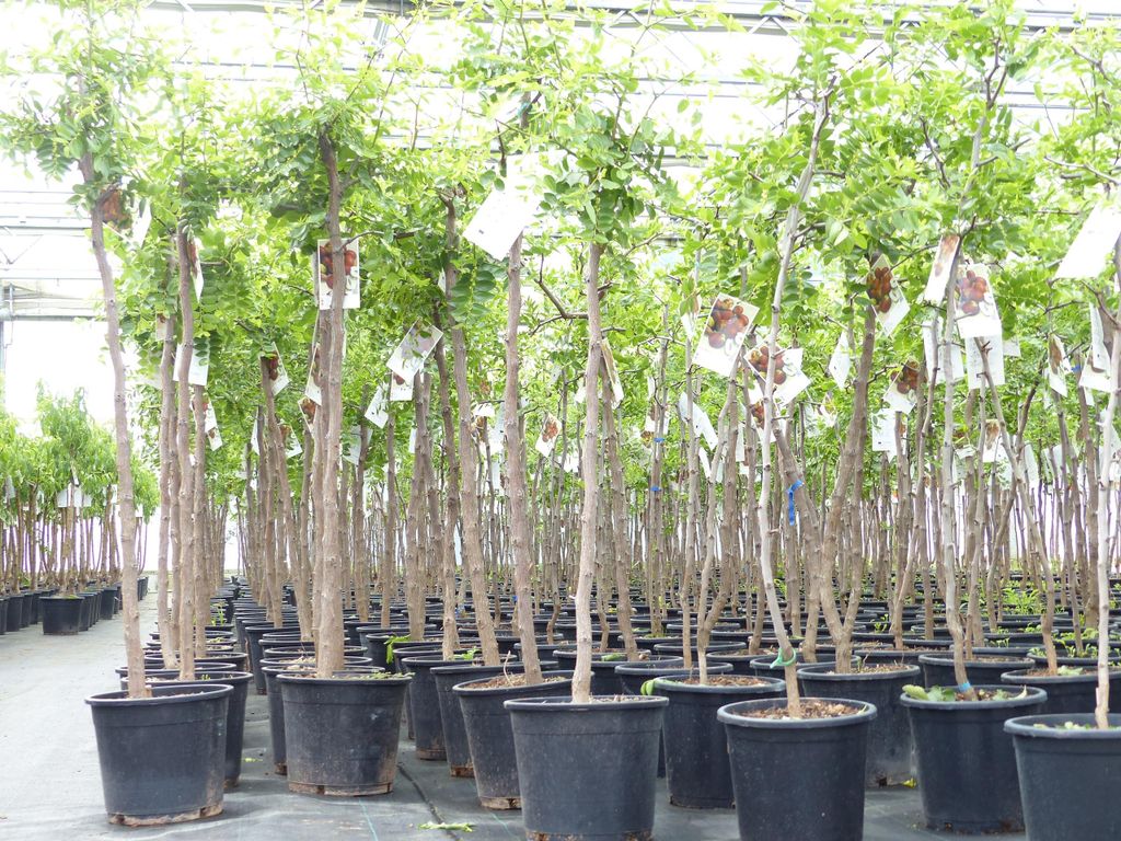 chin. Dattel 150 - 170 cm Dattelbaum 5 - 8 cm Stammumfang, Produktbild 
