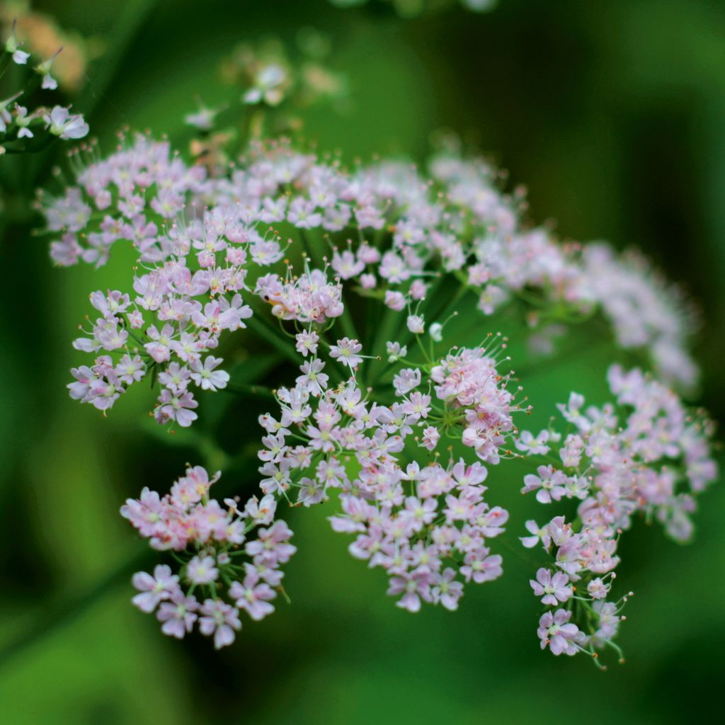 Baldrian  Samen - Valeriana officinalis - Baldriansamen - Produktbild 5