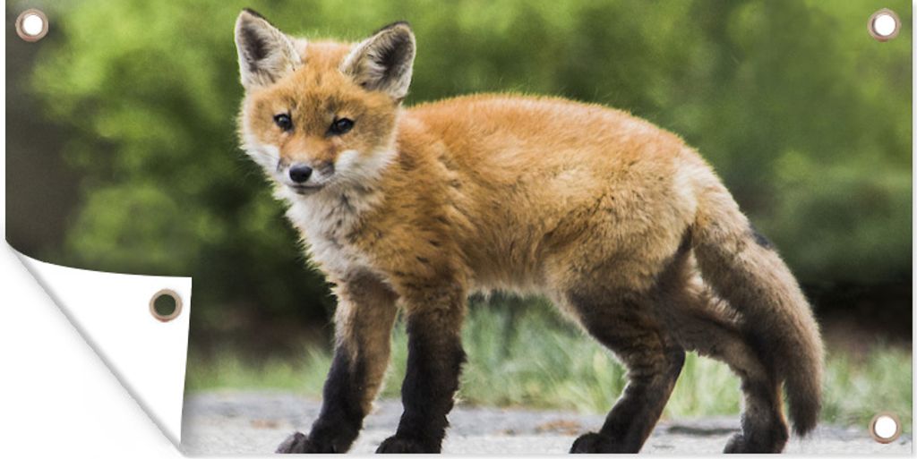 MuchoWow 80x40 cm Outdoor-Poster Gartendeko Sichtschutz Garten Poster für den Garten Fuchs - Welpe - Straße