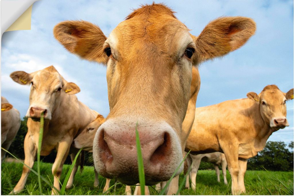 ARTland Wandbild, selbstklebend Neugier auf der Weide - Alpenkühe Größe: 120x80 cm