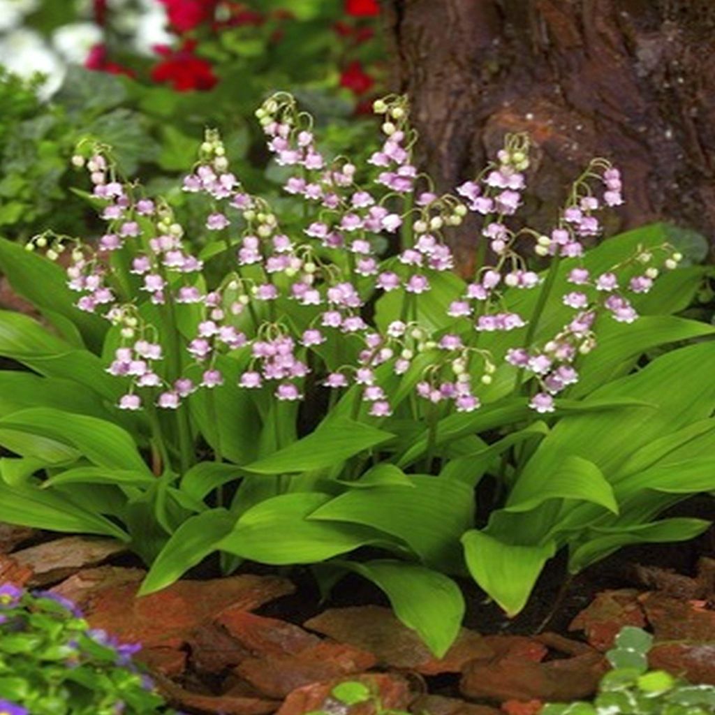 Convallaria Muguet rose Pink 1 pièce Muguet plants plant Image du produit 