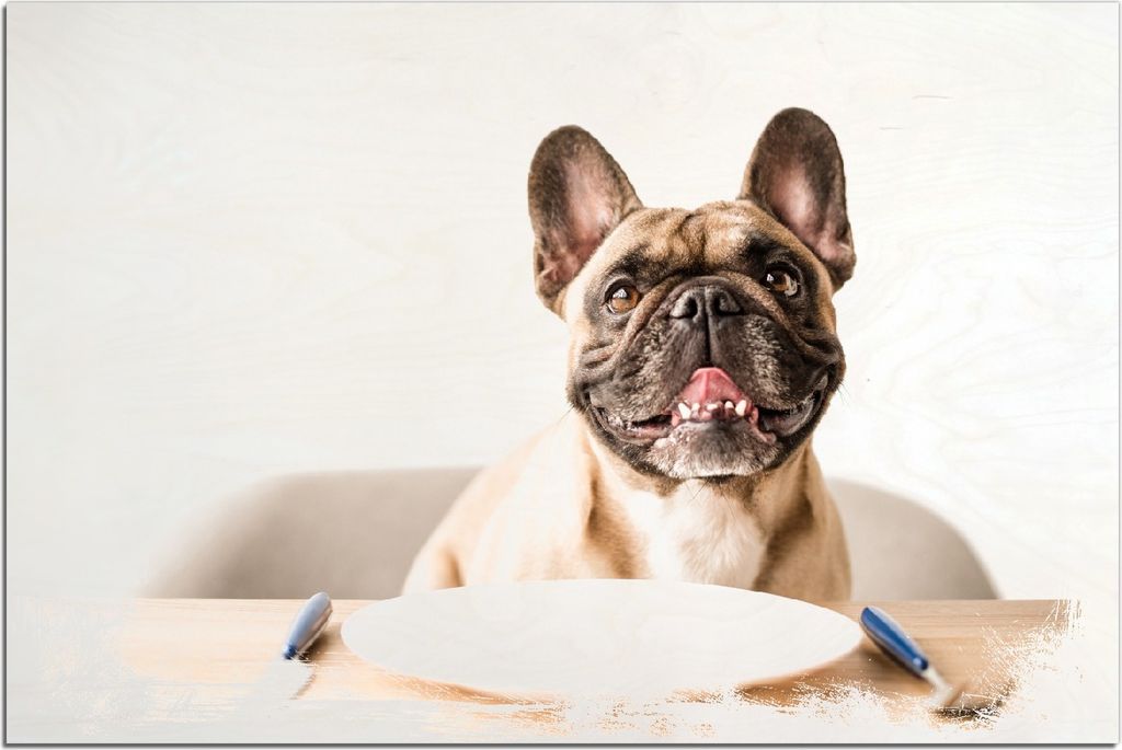 Kunstdrucke Wandbilder Holz in : Brillante Farben, Größe 60 x 90 cm Motiv Hund freut sich auf Essen