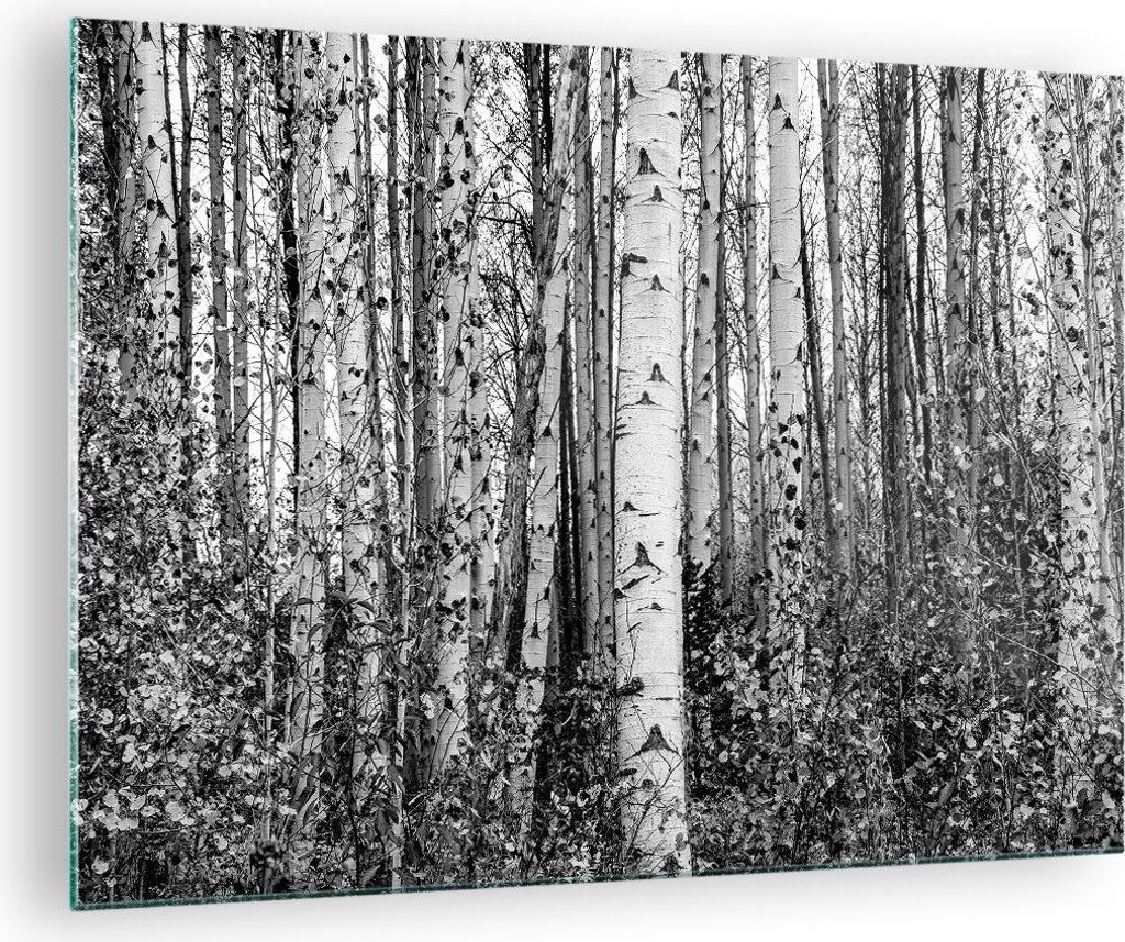 Bilder auf glas - Einteilig - Birken Wald Monochrom - 70x50cm - Glasbilder - Wandbilder - Bilder - zum Aufhängen bereit - Wanddekoration aus Glas ...