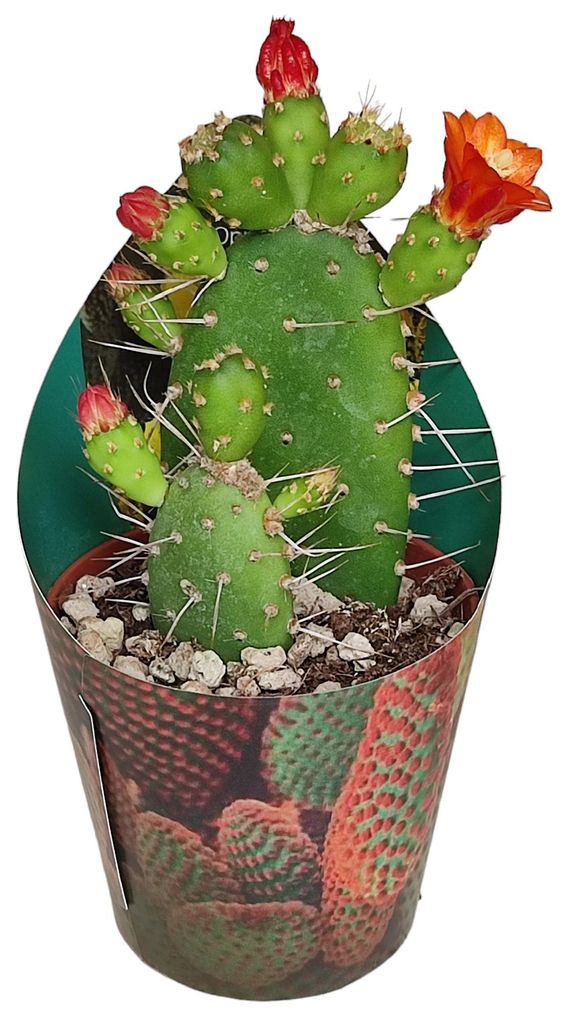 Opuntia quitensis - blühfreudiger Ohrenkaktus - Rarität - Produktbild 