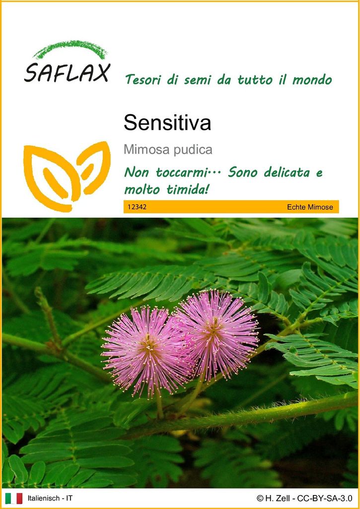 SAFLAX  - Sensitiva - 70 semi - Mimosa Immagine del prodotto 