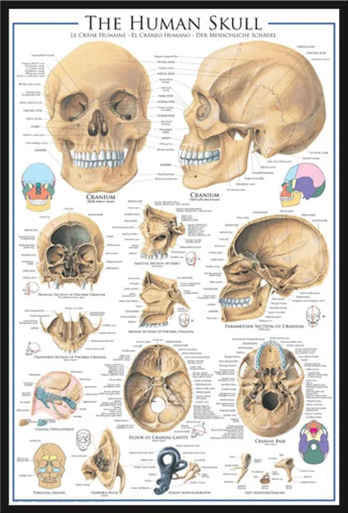 Poster Anatomie Crâne Humain avec Cadre Noir Shinsuke® Vitre Acrylique