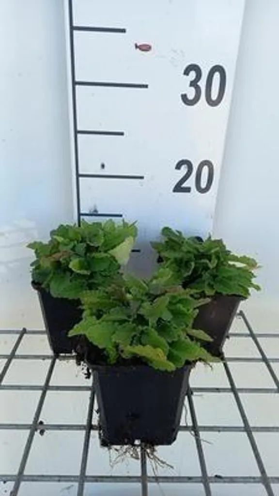 Plante vivace Stachys officinalis - Lot de 6 godets pour massifs