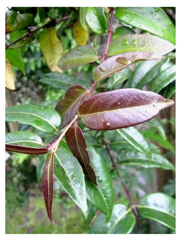 Lonicera henryi Copper Beauty - Geißblatt