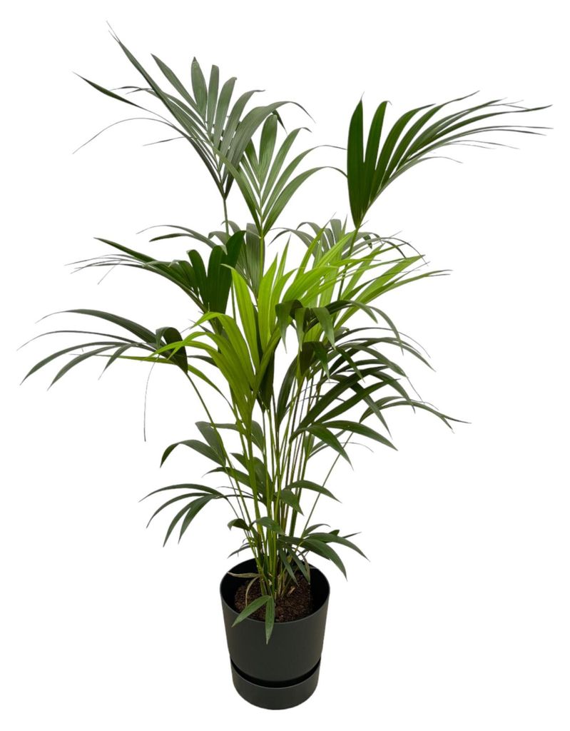 Kentia-Palme einschließlich elho Greenville Rund schwarz - 150-160cm - Ø30cm - Zimmerpflanze - Komplett-Set - Pflanze mit Topf