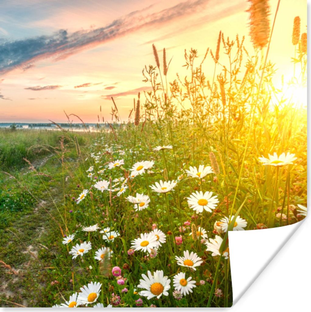 MuchoWow Poster Blumen - Gänseblümchen - Natur - Sonne - Horizont 75x75 cm - Wand Dekoration