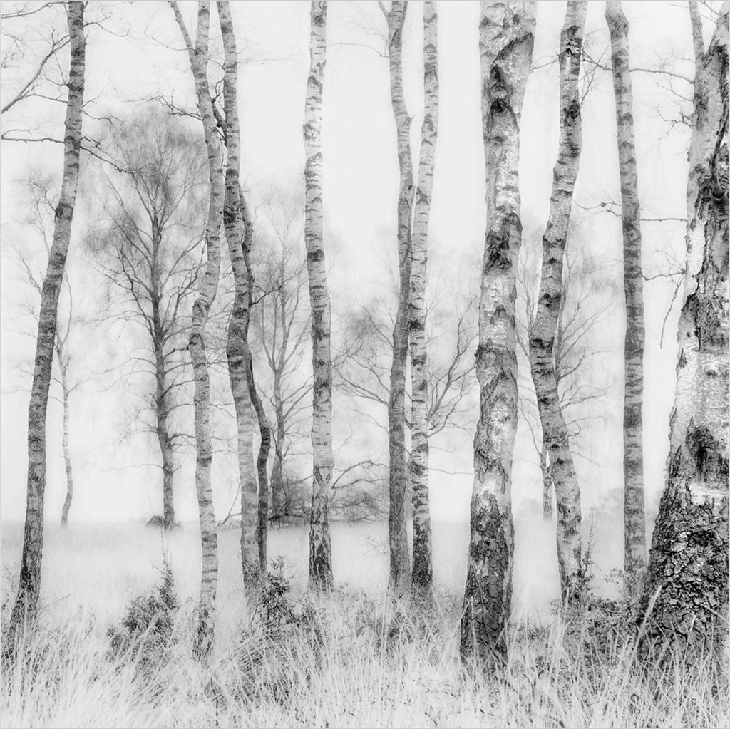 Fototapete Wald - Vliestapete - Bildtapete UV-beständig Wald schwarz weiss Motiv Wandtapete geruchsfrei
