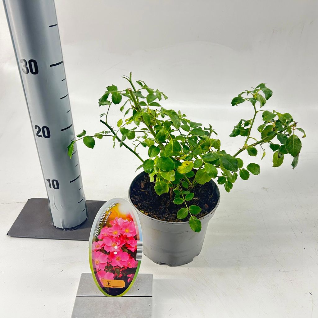 Rosa (H) 'Stad Rome' - Rose | 15-20 cm im topf