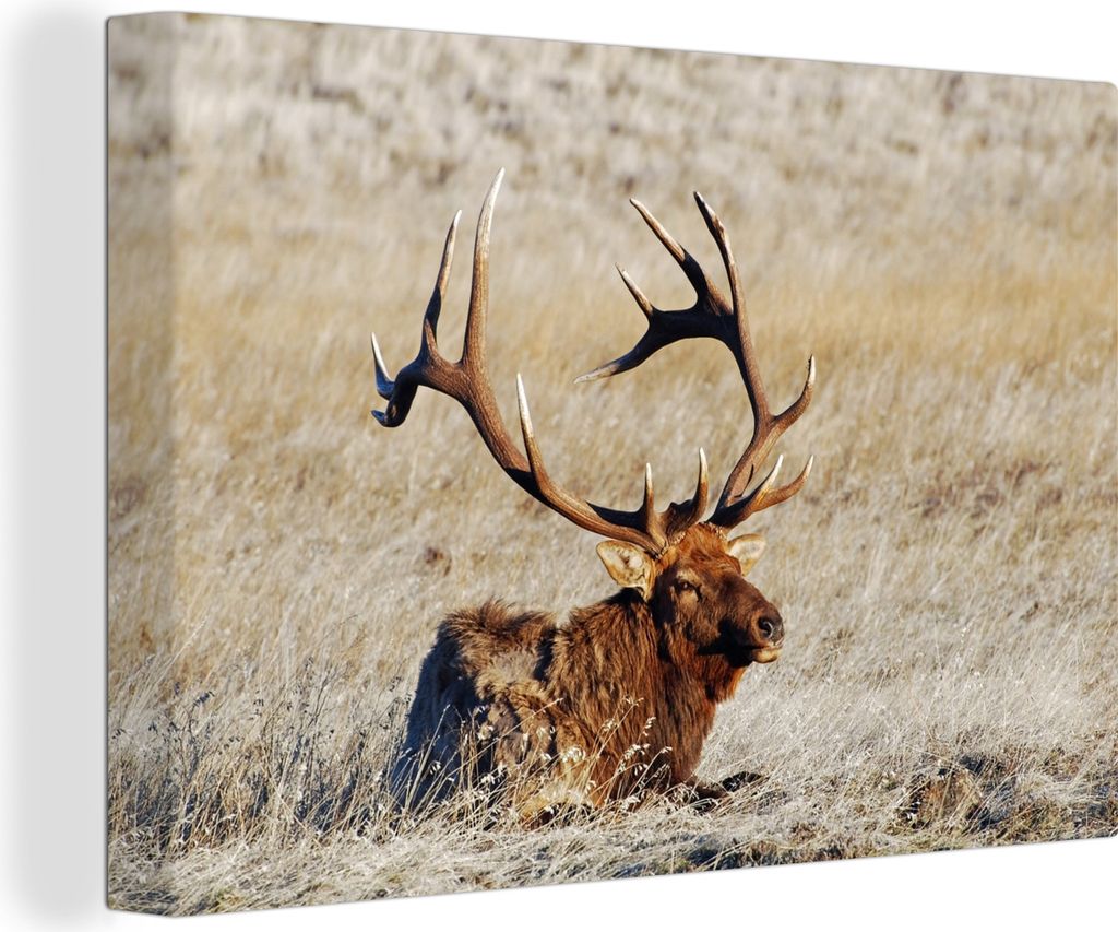 OneMillionCanvasses - Leinwandbilder - 140x90 cm, Elch, der im trockenen Gras ruht, Wandbilder Kunstdruck Wanddekoration
