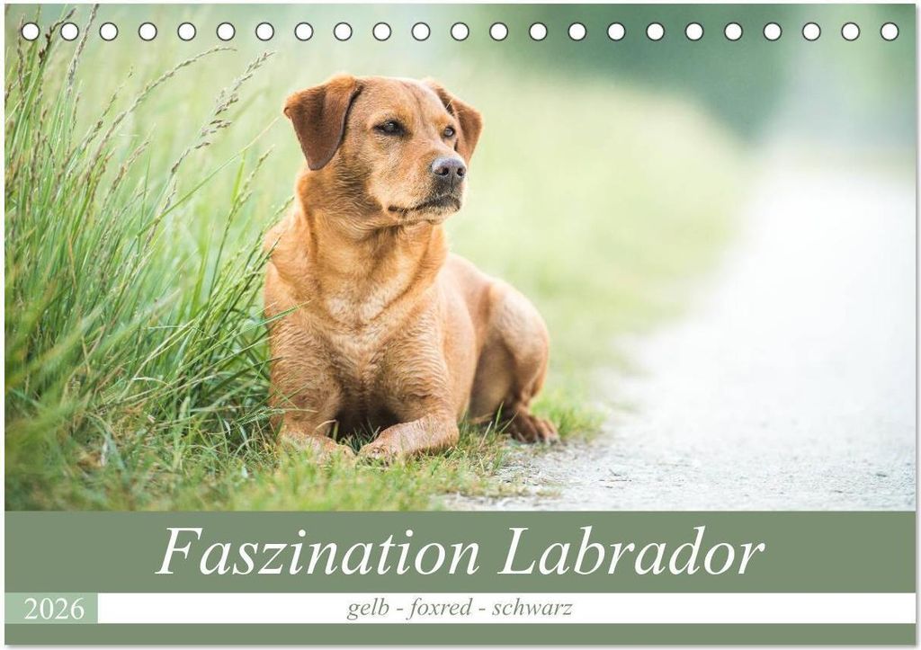 Faszination Labrador - gelb, foxred, schwarz (Tischkalender 2026 DIN A5 quer), CALVENDO Monatskalender