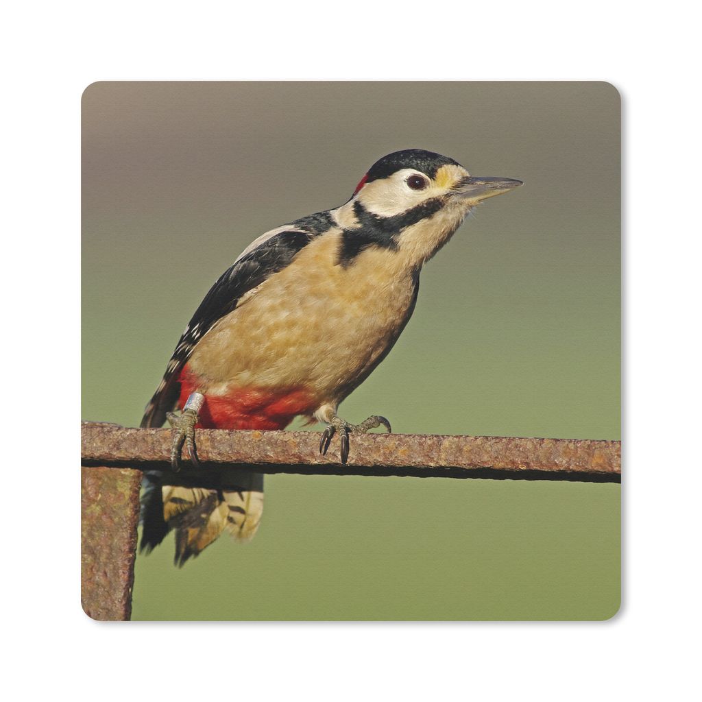 MuchoWow Mauspad Mousepad Ein Buntspecht sitzt auf einem Pfahl 30x30 cm - Mousepads - Maus Mat - Pad - Mausunterlage - Gaming