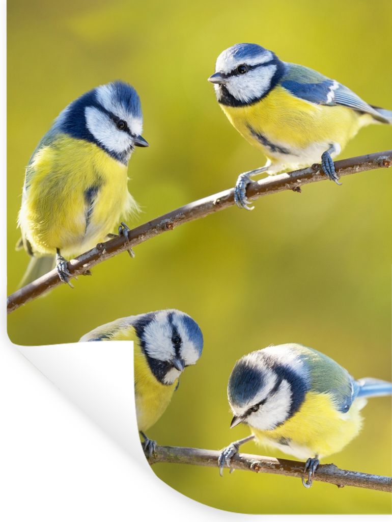 MuchoWow Wandtattoo Wandsticker Wandaufkleber Vogel - Blaumeise - Äste - Sonne 90x120 cm Selbstklebend und Repositionierbar - Faltenfrei