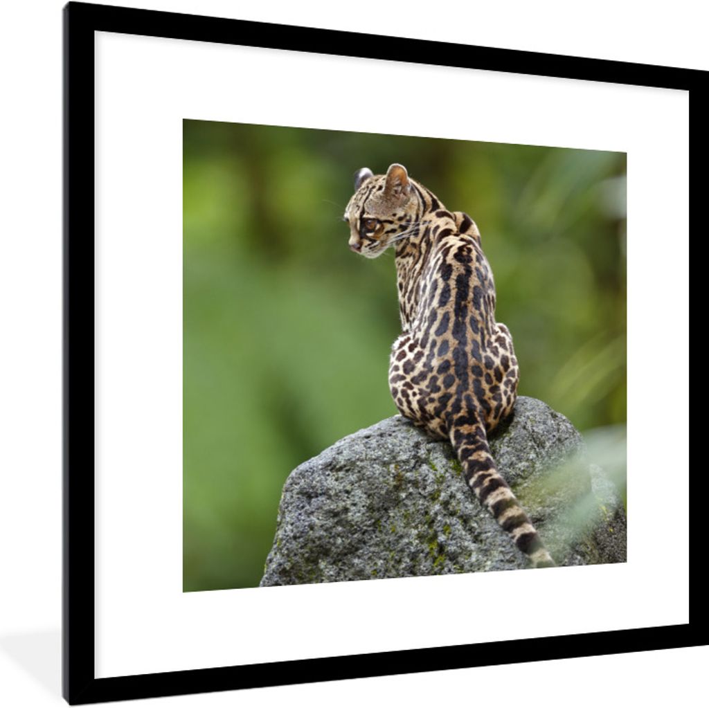 MuchoWow Gerahmtes Poster Baumkatze auf Stein 40x40 cm - Poster mit Schwarzem Bilderrahmen Wandposter Rahmen Foto Bilder - Poster - Plakat im Rahmen