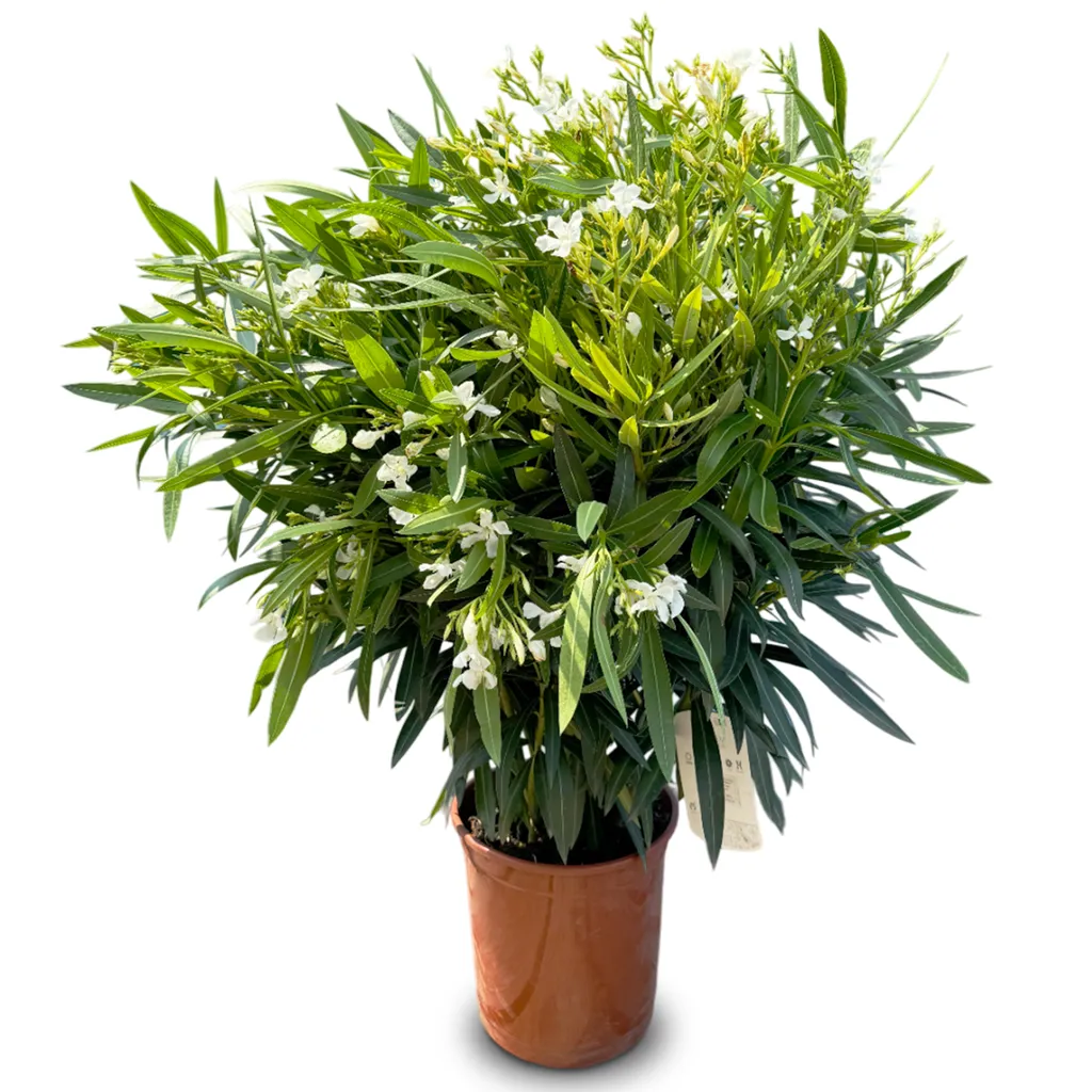 Plante d'extérieur Laurier-rose blanc Nerium Oleander hauteur 140-160cm