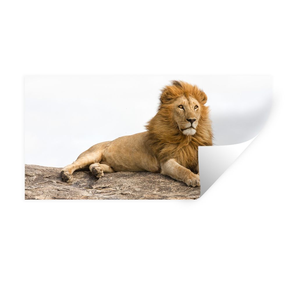 MuchoWow Wandtattoo Wandsticker Wandaufkleber Löwe - Mähne - Tier 160x80 cm Selbstklebend und Repositionierbar - Sticker - Dekorfolie
