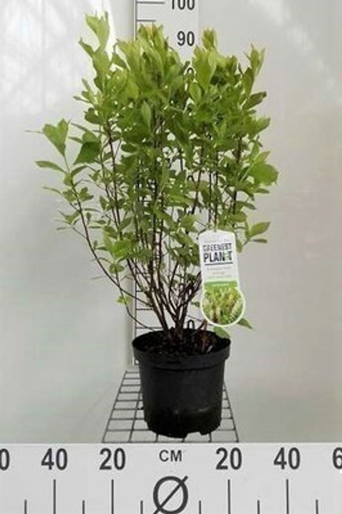 Clethra alnifolia - Zimterle Bot 30- 40 cm Container