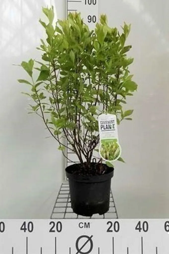 Plante Clethra alnifolia Cannelle 30-40 cm pour Haie et Ombre Fraîche