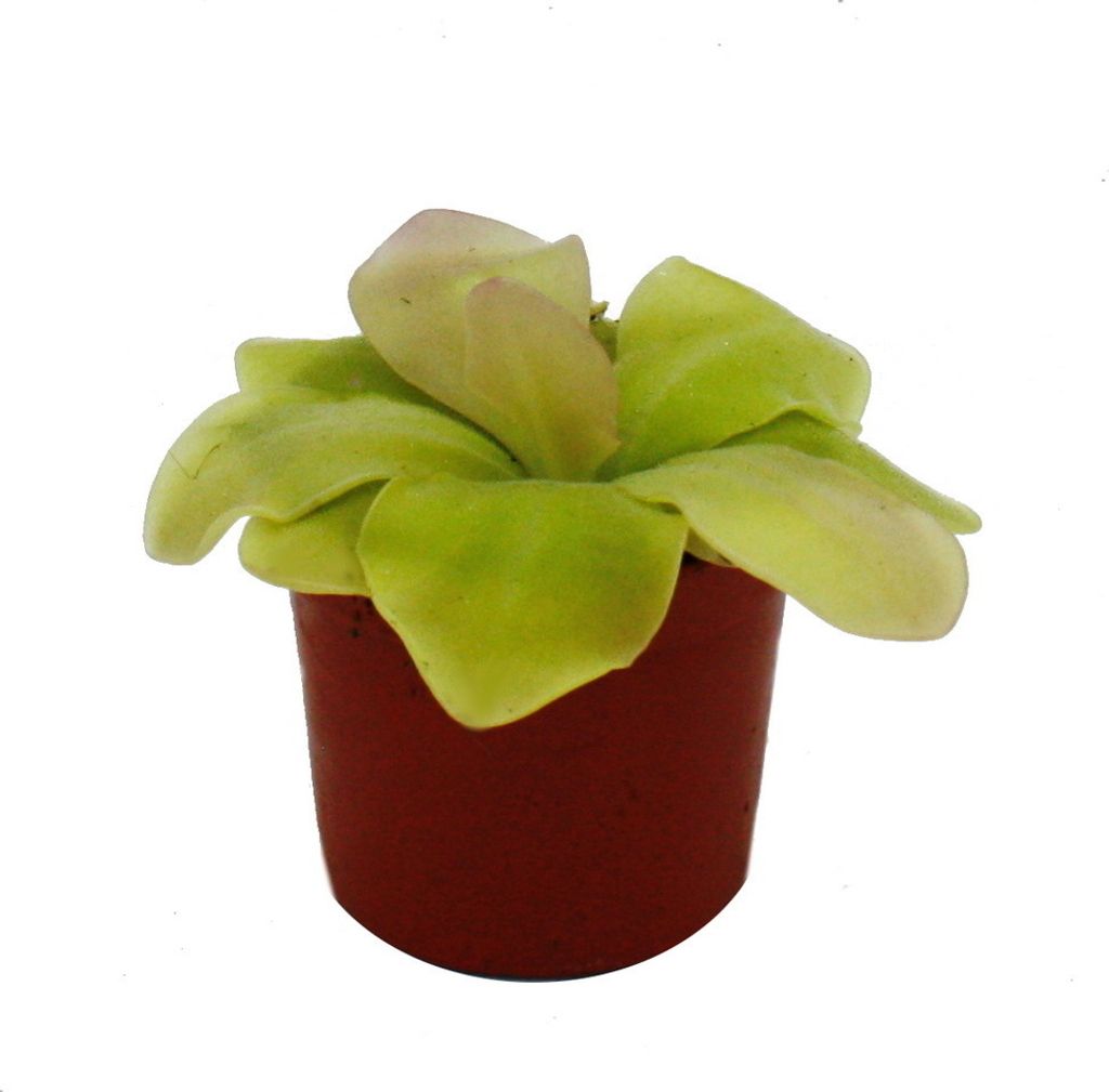 Fleischfressende Pflanze - Maya-Fettkraut - Pinguicula spec. "Guatemala" - 9cm Topf