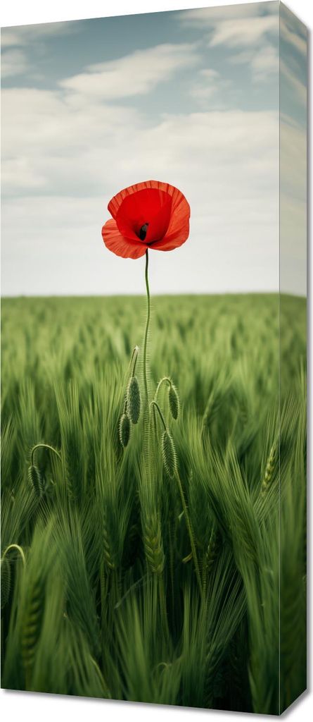 Bild 30x70cm Einsamer Mohnfeld