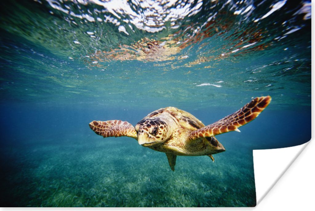 MuchoWow Poster Schildkröte - Wasser - Blau 90x60 cm - Schlafzimmer