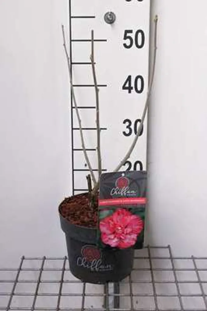 Althéa Magenta Chiffon - Arbuste à Fleurs Doubles pour Jardin et Bac