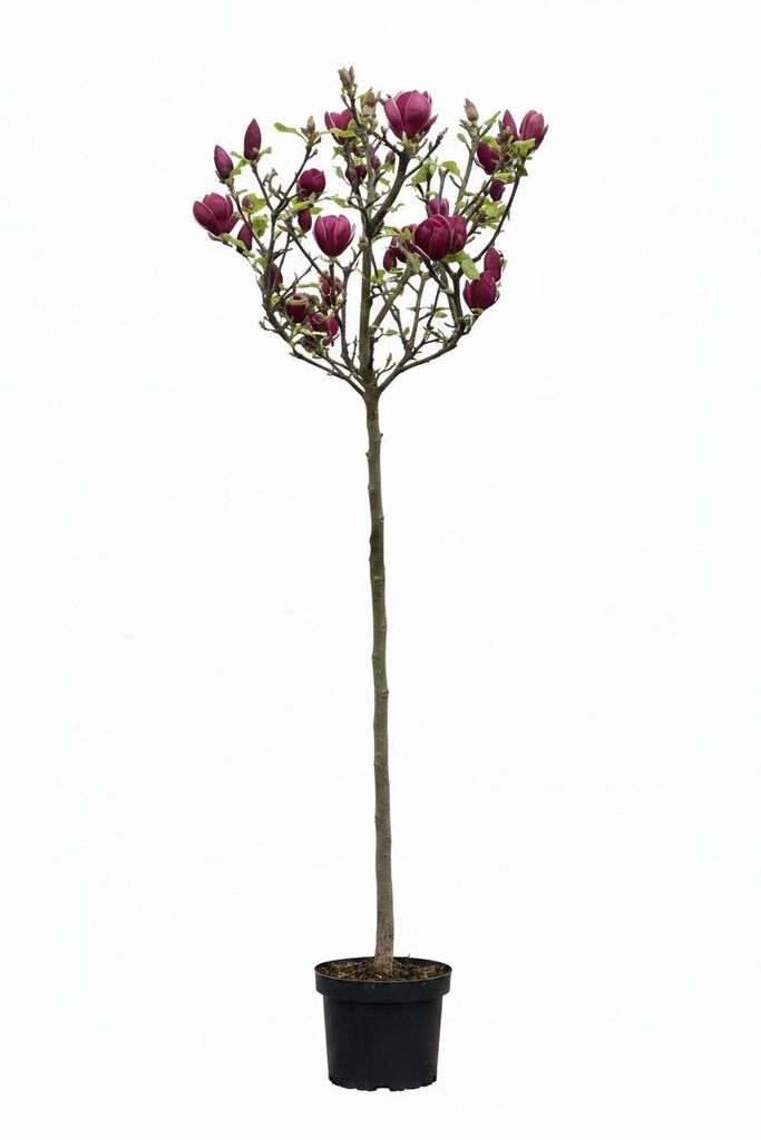 Magnolia soulangiana Genie – Rote Tulpen-Magnolie, Produktbild 