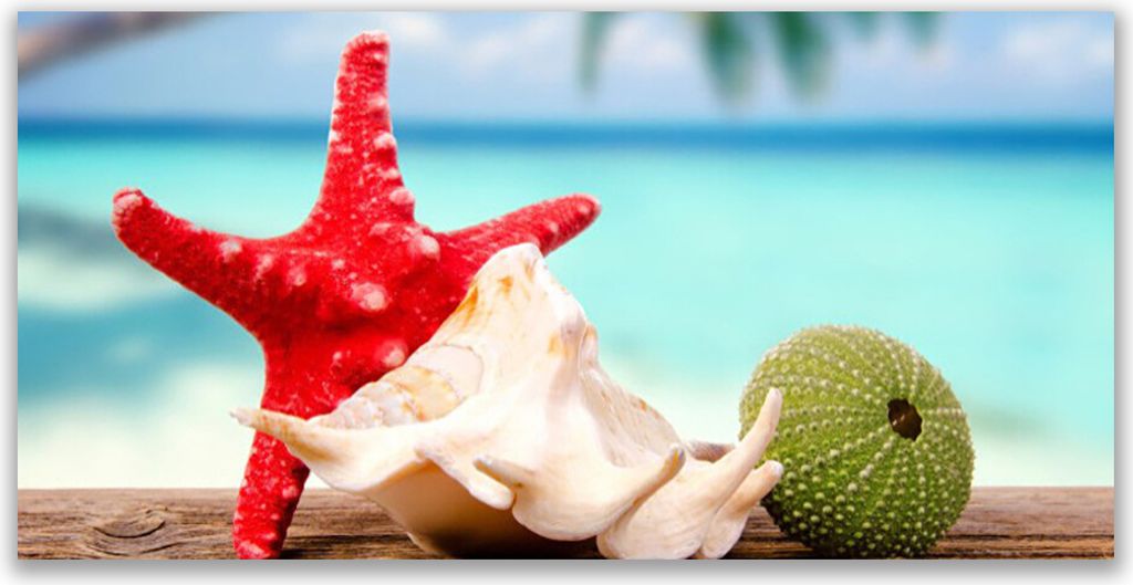 Tulup Leinwand-Bilder 120x60 Wandbild Canvas Kunstdruck Südsee Seestern Muscheln Kunst