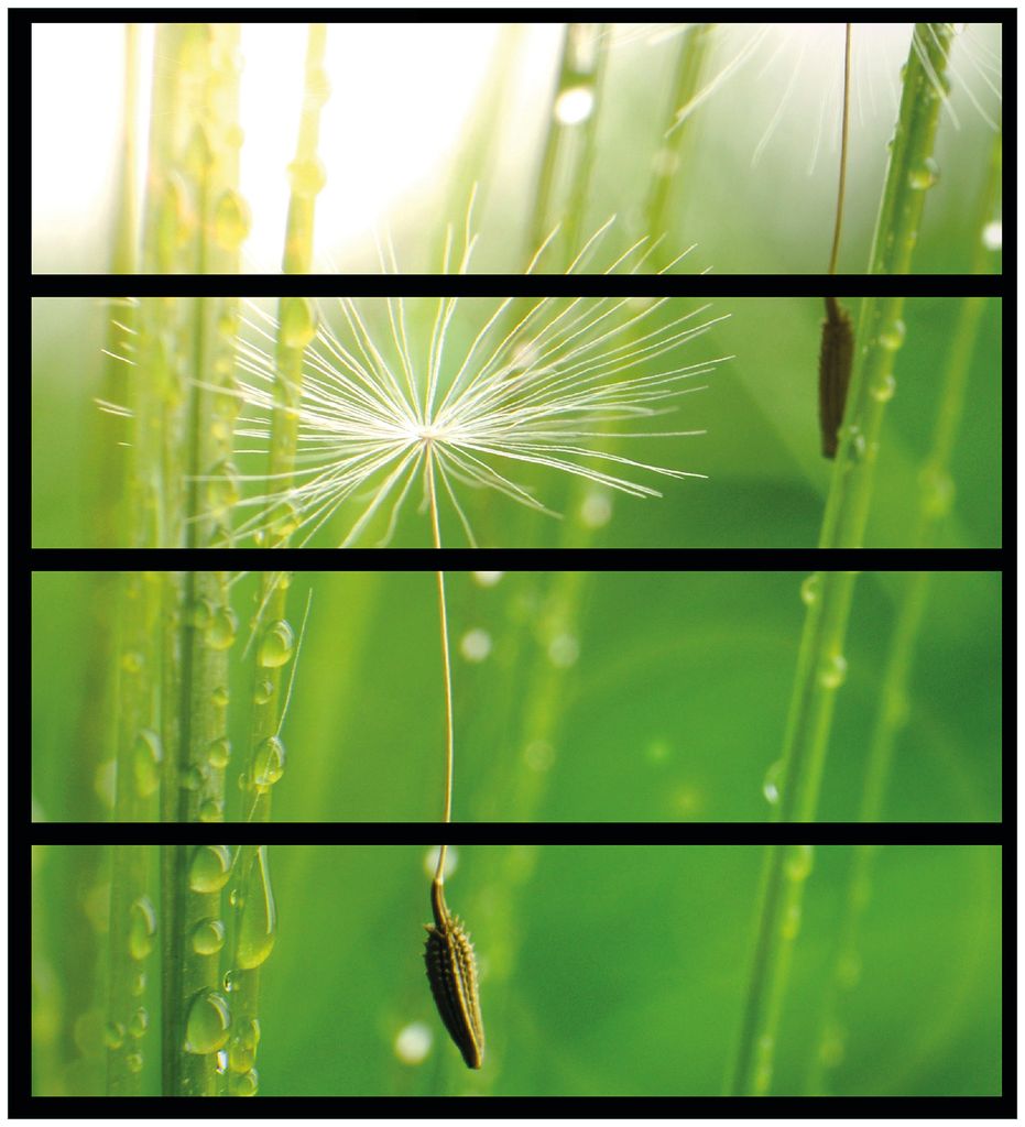 Wallario Möbelfolie / Aufkleber, geeignet für Ikea Malm Kommode mit 4 Schubfächern - Pusteblume Nahaufnahme