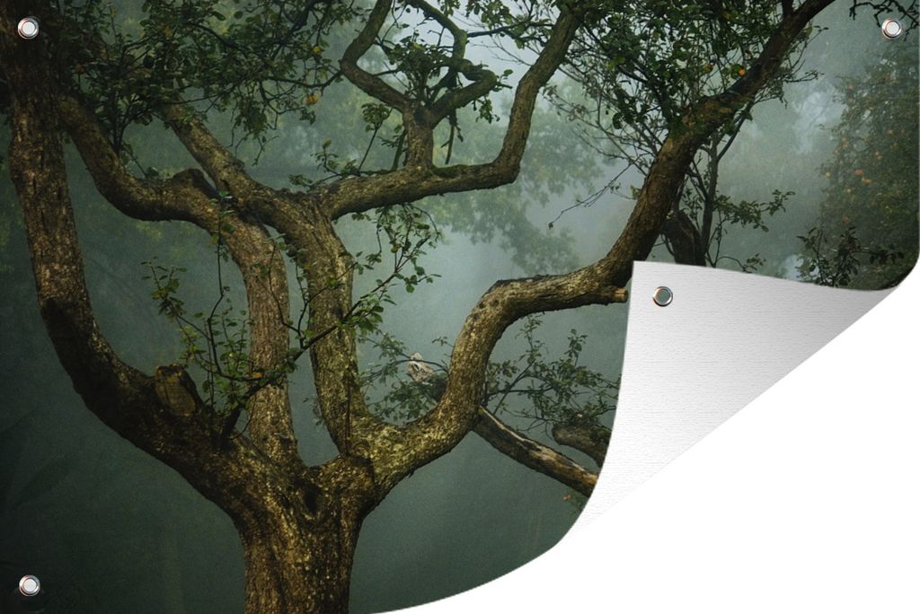 MuchoWow 60x40 cm Outdoor-Poster Gartendeko Sichtschutz Garten Poster für den Garten Apfelbaum - Wald - Nebel