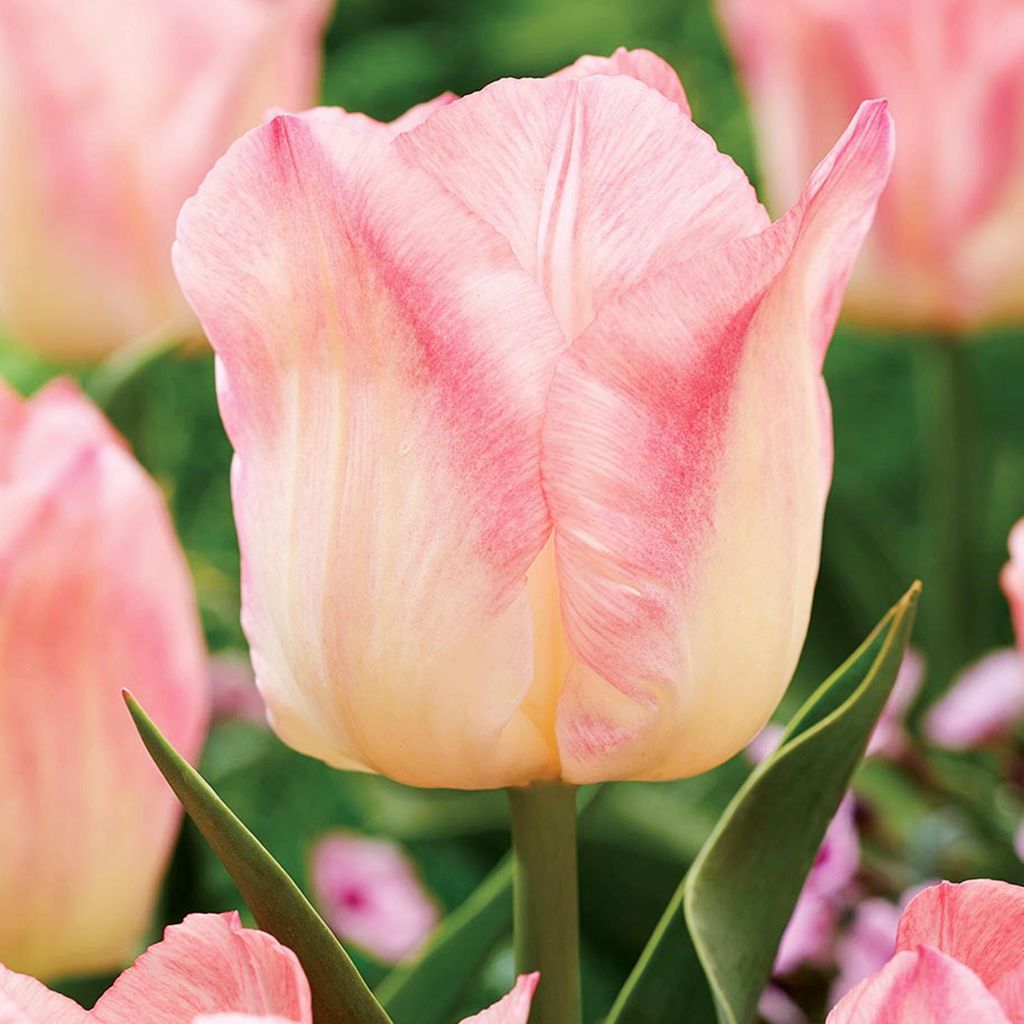 Tulipan Triumph Pink Dream 5 szt. Tulipany Cebulki Zdjęcie produktu 