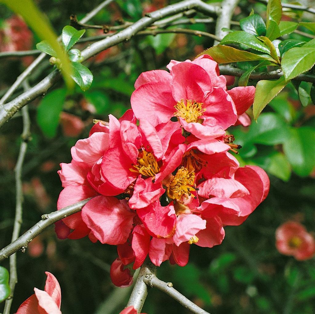 Chaenomeles 'Pink Lady', Zierquitte, rosa Blüten, 40–60 cm