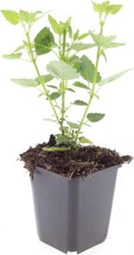 Zierstaude - Duftnessel - Agastache rugosa 'Blue Fortune' - 9cm Topf - Set mit 40 Pflanzen