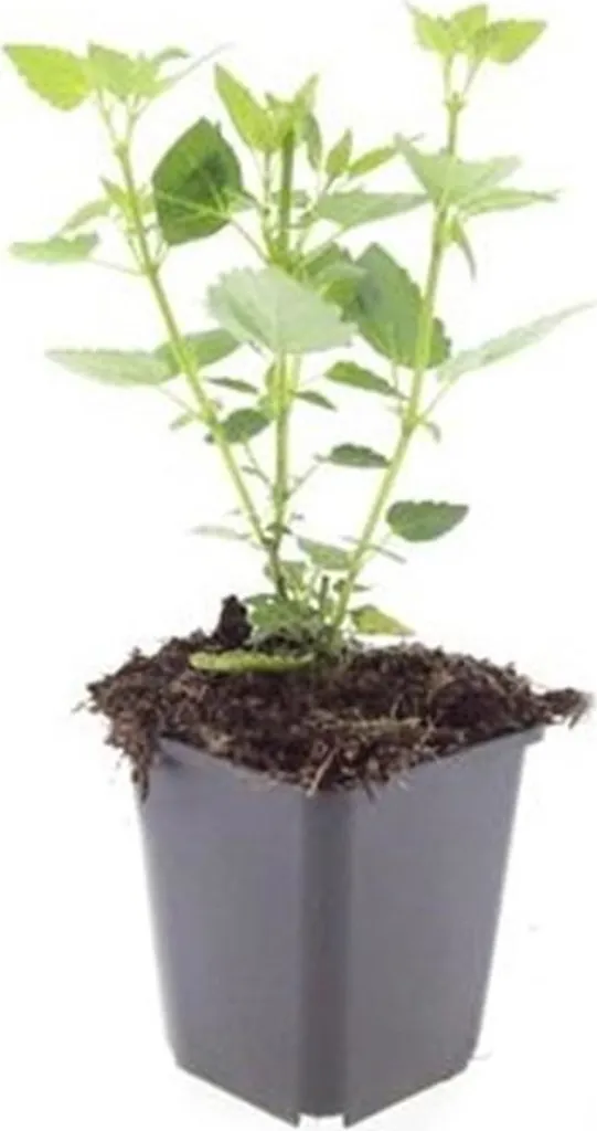 Plantes vivaces mellifères Agastache Blue Fortune - Lot de 40 pots