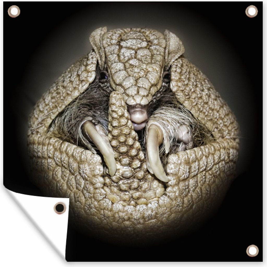 MuchoWow 100x100 cm Outdoor-Poster Gartendeko Sichtschutz Garten Poster für den Garten Ein gerolltes Gürteltier auf schwarzem Hintergrund