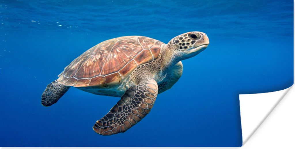 MuchoWow Poster Schildkröte im Ozean 120x60 cm - Bild