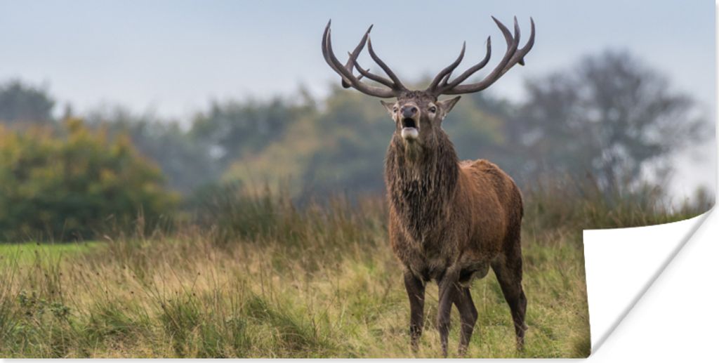 MuchoWow Poster Hirsche - Geweihe - Gras 40x20 cm - Poster für die Wand - Poster Schlafzimmer