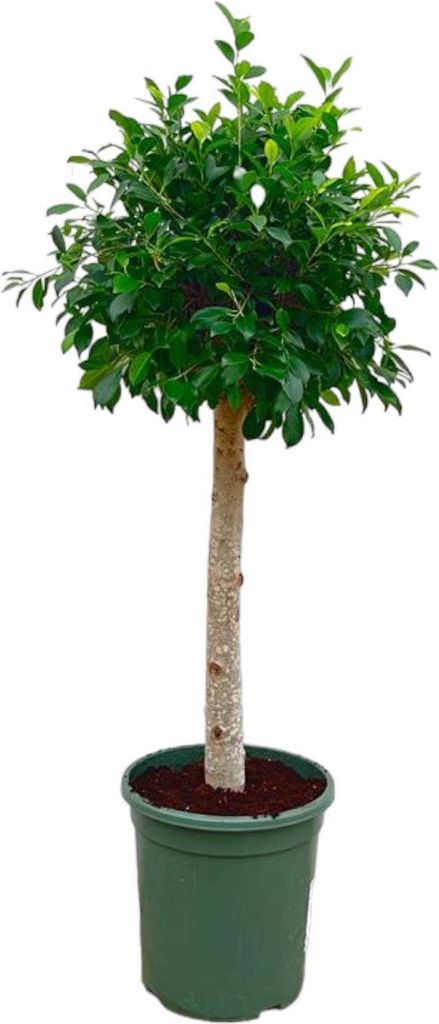Trendyplants - Ficus Nitida am Stamm - Gummibaum - Zimmerpflanze - Höhe 120-140 cm - Topfgröße Ø30cm