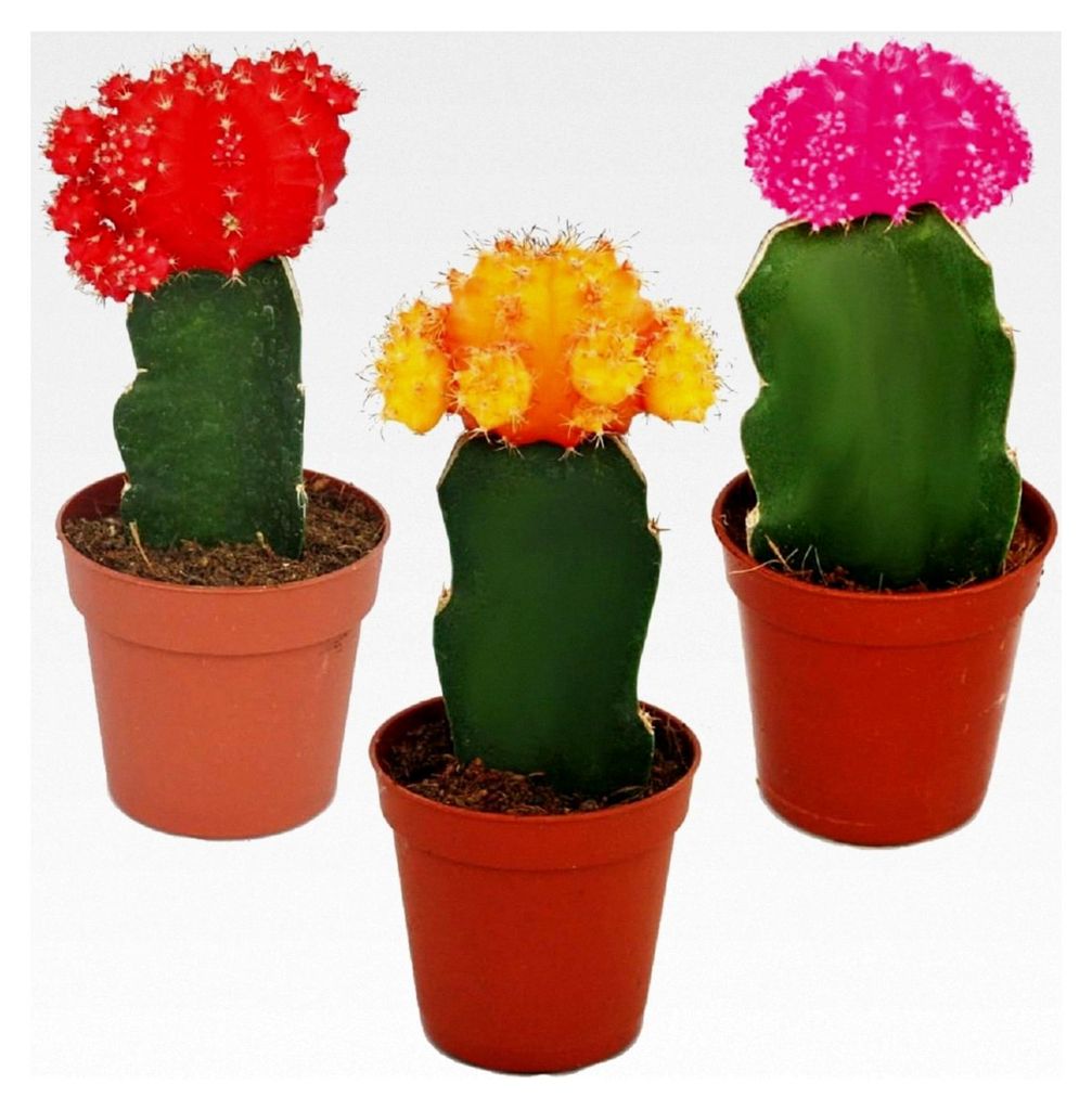 3 unterschiedlich gefärbte veredelte Kakteen im Set, 5,5 cm Topf, ca. 10-12 cm hoch